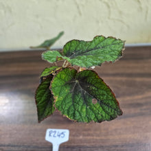 Load image into Gallery viewer, #R245 Begonia Unknown