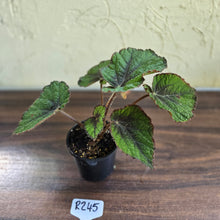 Load image into Gallery viewer, #R245 Begonia Unknown