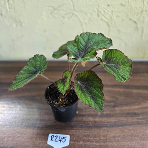 #R245 Begonia Unknown