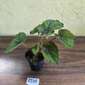 #R245 Begonia Unknown