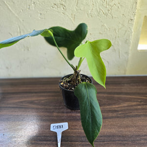 #D881 Anthurium Truncicola