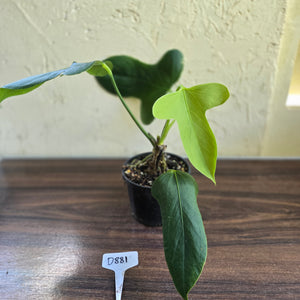 #D881 Anthurium Truncicola