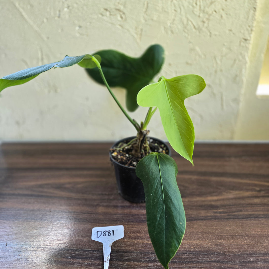 #D881 Anthurium Truncicola