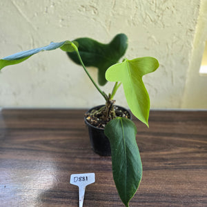 #D881 Anthurium Truncicola