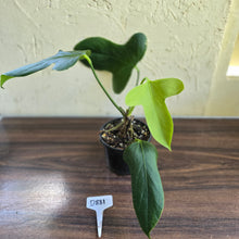 Load image into Gallery viewer, #D881 Anthurium Truncicola