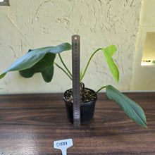 Load image into Gallery viewer, #D881 Anthurium Truncicola