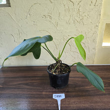 Load image into Gallery viewer, #D881 Anthurium Truncicola