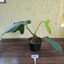 Load image into Gallery viewer, #D881 Anthurium Truncicola