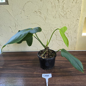 #D881 Anthurium Truncicola