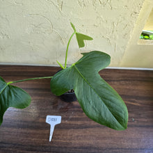 Load image into Gallery viewer, #D881 Anthurium Truncicola