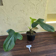 Load image into Gallery viewer, #D881 Anthurium Truncicola