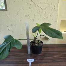 Load image into Gallery viewer, #D881 Anthurium Truncicola