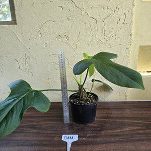 #D881 Anthurium Truncicola