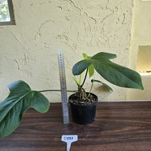 Load image into Gallery viewer, #D881 Anthurium Truncicola