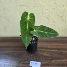 Load image into Gallery viewer, #D77 Anthurium Purple Mama