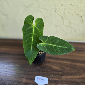 #D77 Anthurium Purple Mama
