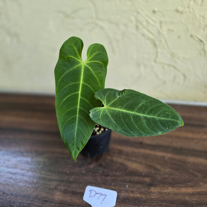 #D77 Anthurium Purple Mama