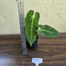 Load image into Gallery viewer, #D77 Anthurium Purple Mama