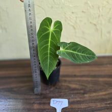 Load image into Gallery viewer, #D77 Anthurium Purple Mama