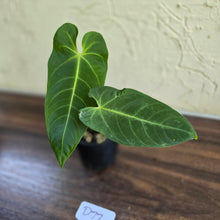 Load image into Gallery viewer, #D77 Anthurium Purple Mama