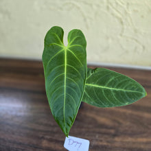 Load image into Gallery viewer, #D77 Anthurium Purple Mama