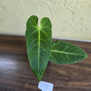 #D77 Anthurium Purple Mama