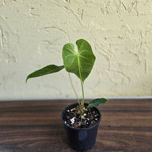 Load image into Gallery viewer, #D77 Anthurium Purple Mama