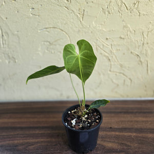 #D77 Anthurium Purple Mama