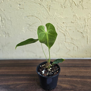 #D77 Anthurium Purple Mama