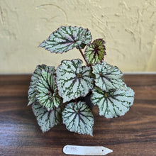 Load image into Gallery viewer, #D118 Begonia Unknown