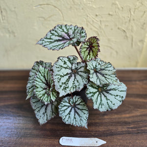 #D118 Begonia Unknown
