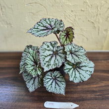 Load image into Gallery viewer, #D118 Begonia Unknown