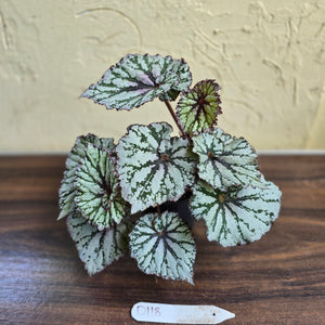 #D118 Begonia Unknown