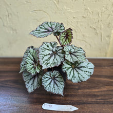 Load image into Gallery viewer, #D118 Begonia Unknown