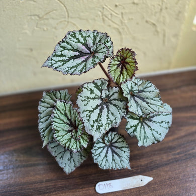 #D118 Begonia Unknown