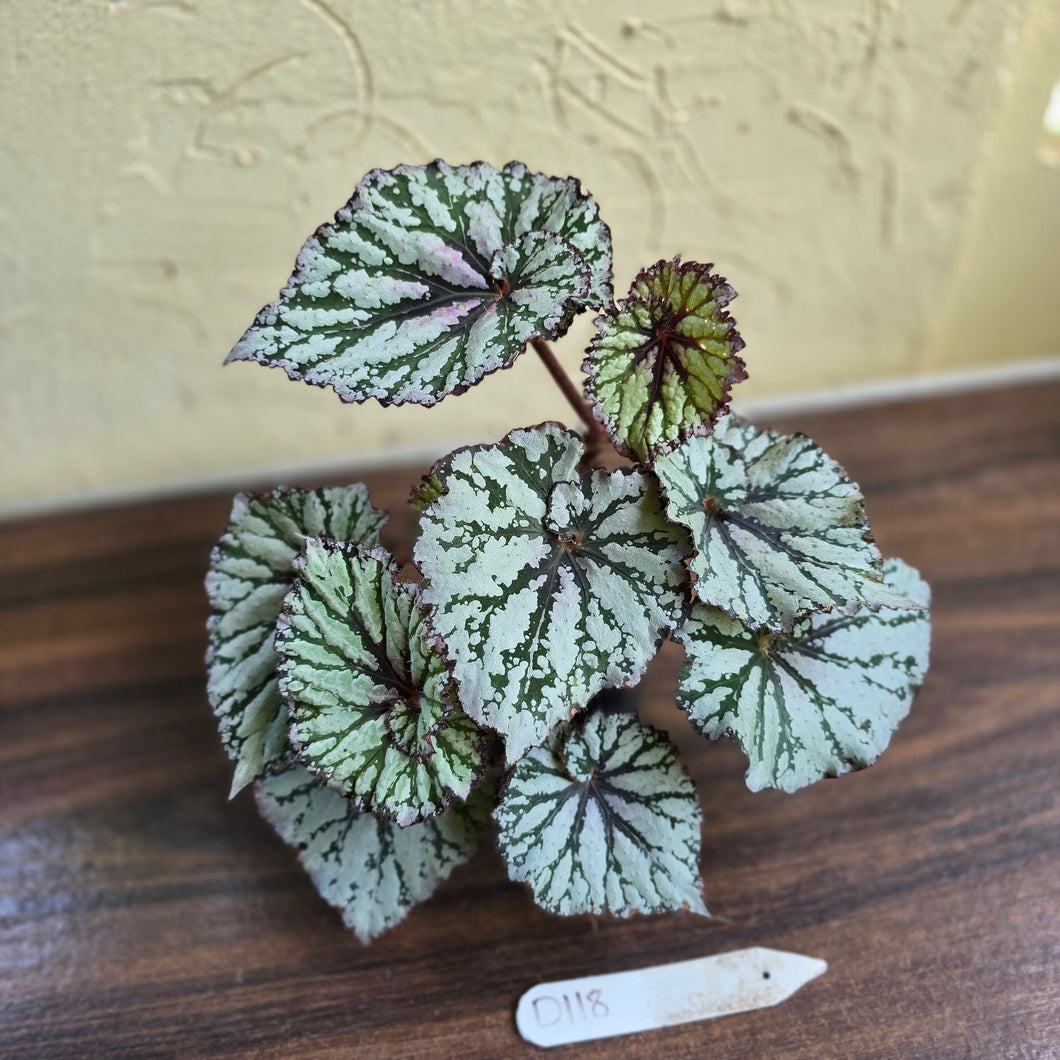 #D118 Begonia Unknown