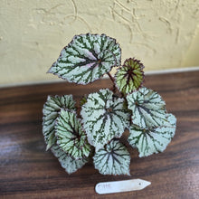 Load image into Gallery viewer, #D118 Begonia Unknown