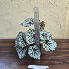 Load image into Gallery viewer, #D118 Begonia Unknown