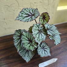 Load image into Gallery viewer, #D118 Begonia Unknown
