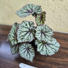 Load image into Gallery viewer, #D118 Begonia Unknown
