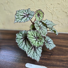 Load image into Gallery viewer, #D118 Begonia Unknown