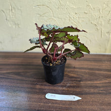 Load image into Gallery viewer, #D118 Begonia Unknown