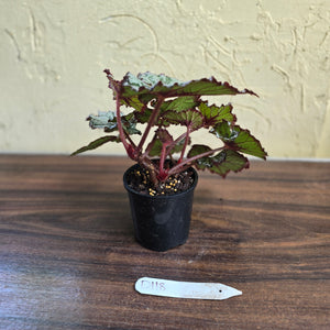 #D118 Begonia Unknown