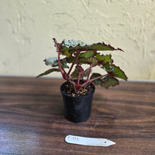 Load image into Gallery viewer, #D118 Begonia Unknown