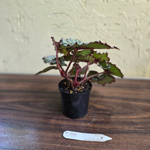 #D118 Begonia Unknown