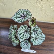 Load image into Gallery viewer, #D118 Begonia Unknown