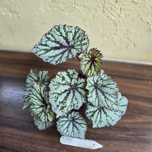 #D118 Begonia Unknown