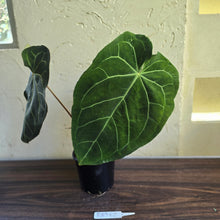 Load image into Gallery viewer, #R89 Large Anthurium Magnificum x