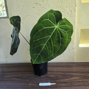 #R89 Large Anthurium Magnificum x