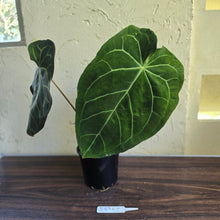 Load image into Gallery viewer, #R89 Large Anthurium Magnificum x